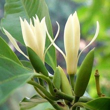 小焦虑