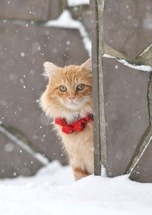 雪国列车