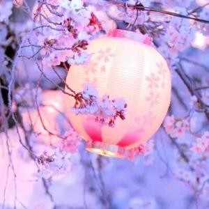 花落知多少